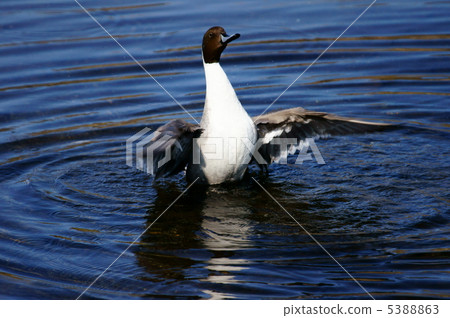 It is a stomach stomach pompoca with a tailed duck. 5388863