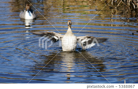 It is a stomach stomach pompoca with a tailed duck. It is a stomach stomach pompoca with a tailed duck. 5388867