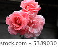 Pink rose 5389030
