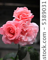 Pink rose 5389031