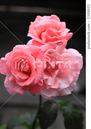 Pink rose Pink rose 5389031
