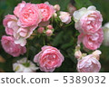Pink rose 5389032