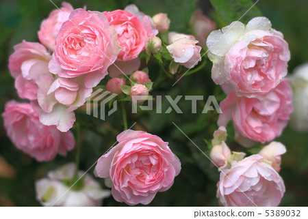 Pink rose Pink rose 5389032