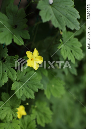 Botanical flowers Botanical flowers 5389053