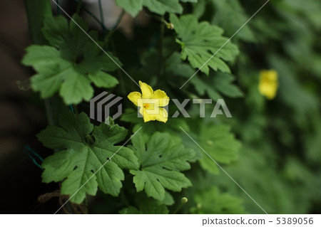 Botanical flowers Botanical flowers 5389056