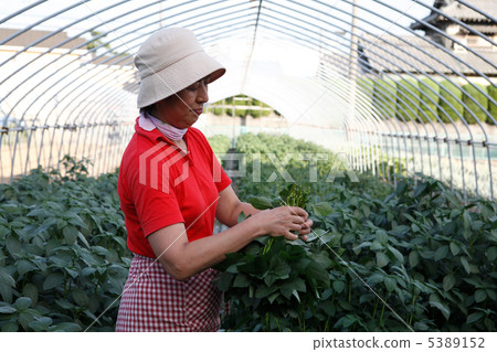 A woman harvesting Moroheiya A woman harvesting Moroheiya 5389152