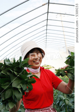 A woman harvesting Moroheiya A woman harvesting Moroheiya 5389153