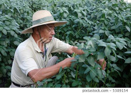 Senior men harvesting moroheiya Senior men harvesting moroheiya 5389154
