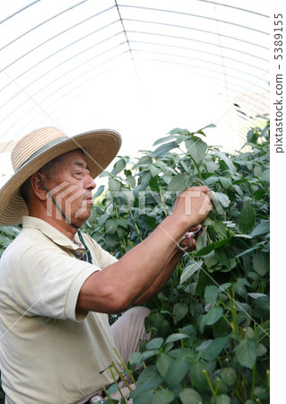 A man harvesting moroheiya A man harvesting moroheiya 5389155