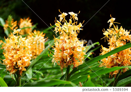 Ginger Lily Flower Language Rich Heart Ginger Stock Photo