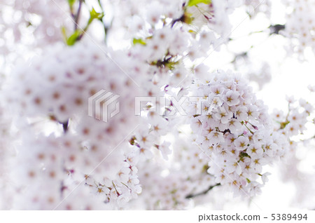 Cherry Blossom	 5389494