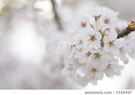 Cherry Blossom	 5389497