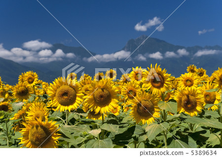 Sunflower field and Southern Alps 5389634