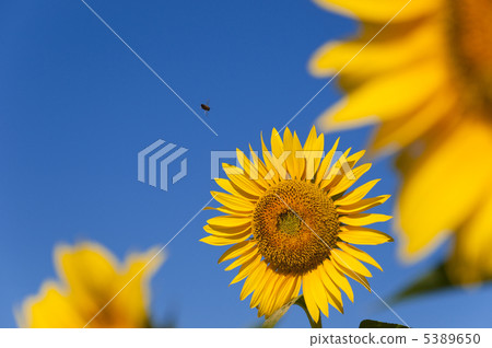 sunflower sunflower 5389650