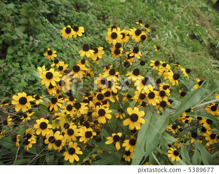 Rudobekia Rudobekia 5389677