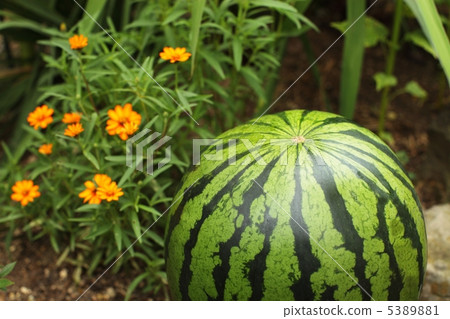 西瓜和夏天花床 5389881