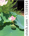 Lotus 5389914