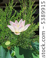 Lotus 5389915