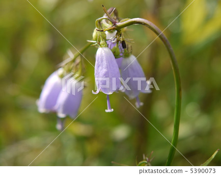 Adenophortriphylla Adenophortriphylla 5390073