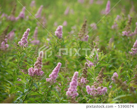 Hozakimotsuke 5390074