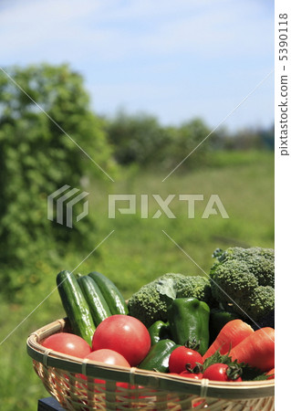 新鮮蔬菜 5390118