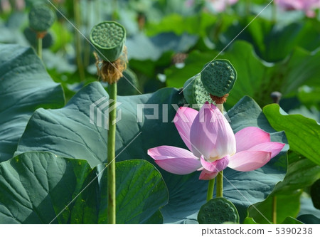 伊豆沼的蓮花 5390238