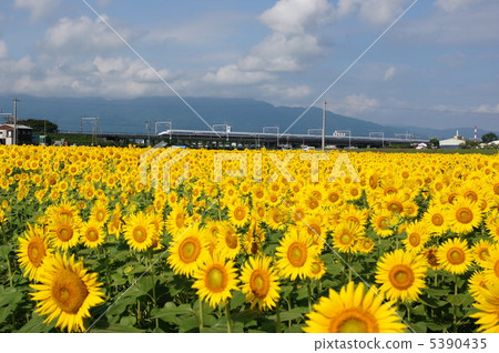 Sunflower field and bullet train 5390435