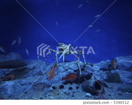 Japanese spider crab Japanese spider crab 5390512