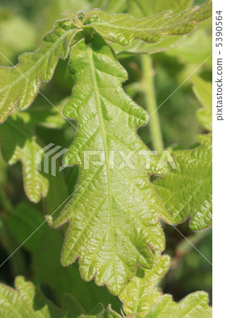 柏市的年輕葉子 柏市的年輕葉子 5390564