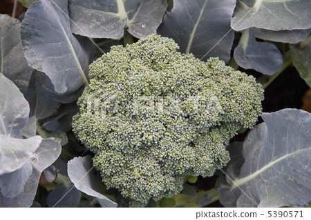 西蘭花 5390571