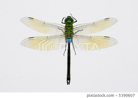 Ginyangma Ginyangma 5390607