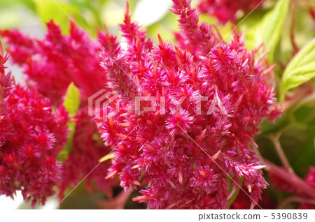 Feather chicken head 5390839