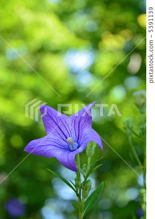 Powered by Translate Powered by Translate 5391139