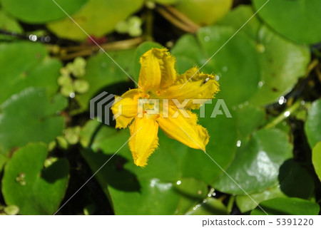 淺草花 淺草花 5391220