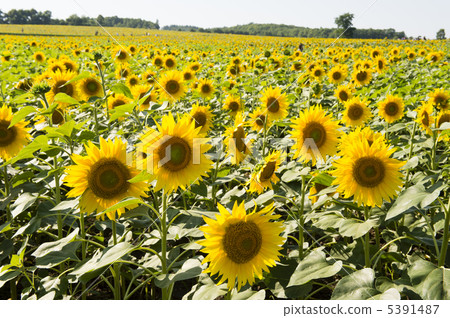 Sunflower field 5391487