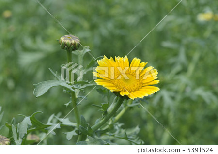 Flowers of the screecul Flowers of the screecul 5391524