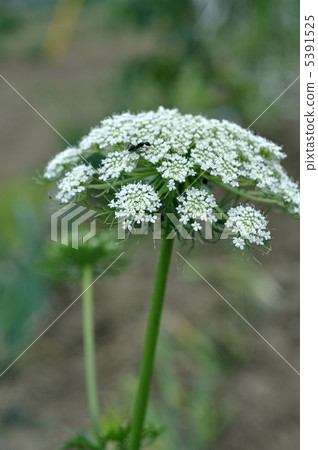 Carrot flowers Carrot flowers 5391525