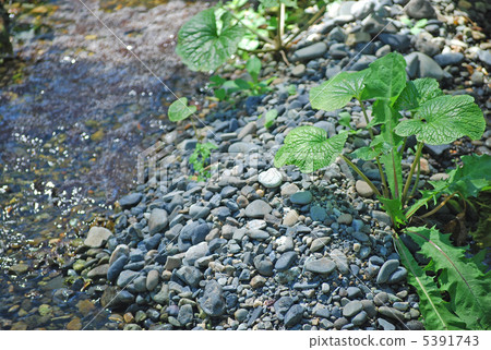 Wasabi field 5391743
