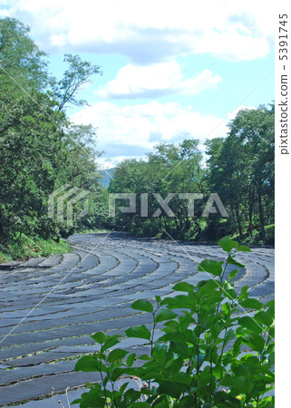 Azumino Wasabi Farm 5391745