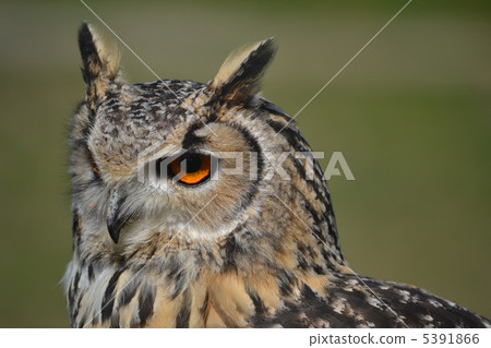 Owl 5391866