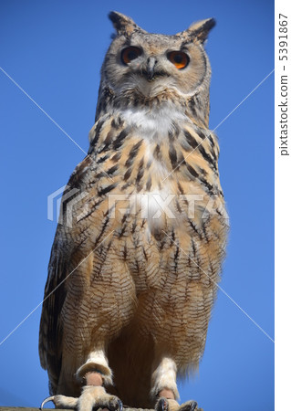 Owl Owl 5391867