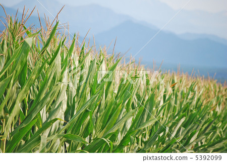 Corn field 5392099