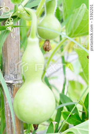 Gourd Gourd 5392201