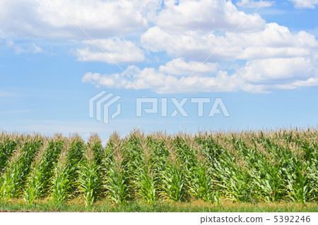玉米田 5392246