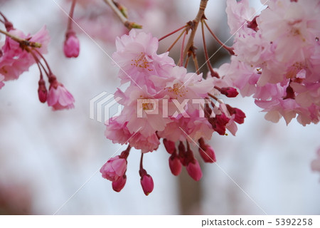 雙櫻花 雙櫻花 5392258