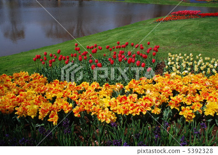 Tulip fields and ponds Tulip fields and ponds 5392328