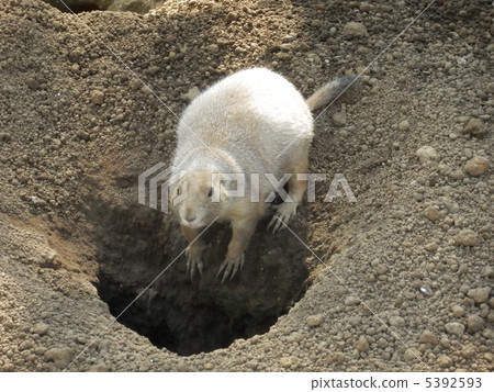 Prairie dog 5392593