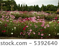 Landscape flowers 5392640