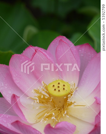 Lotus Lotus 5392799