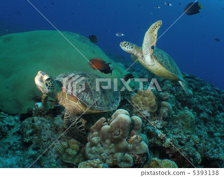 Green turtle 5393138
